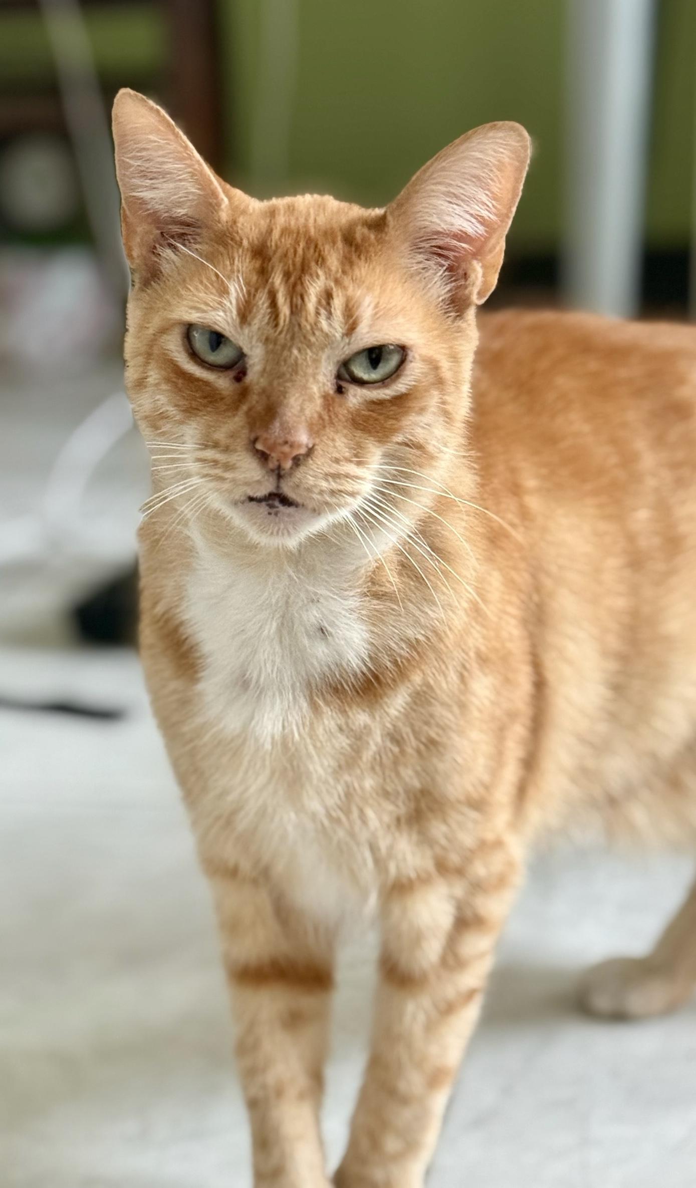 Enlarge Richard Parker (M), an adoptable American Shorthair in Los Angeles, CA image 3/6