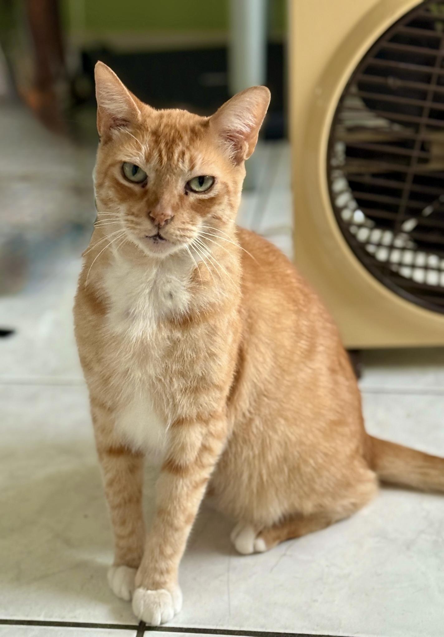 Richard Parker (M), adoptable, Adult Male American Shorthair.