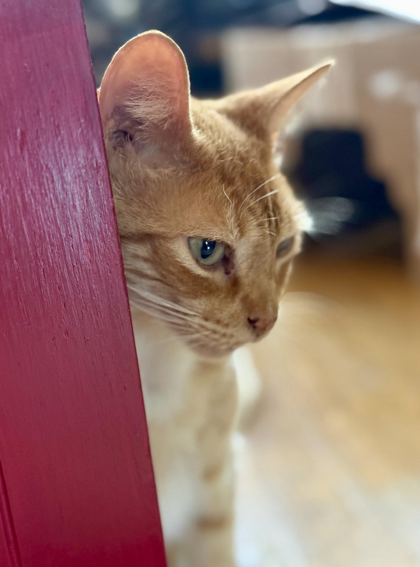 Enlarge Richard Parker (M), an adoptable American Shorthair in Los Angeles, CA image 2/6