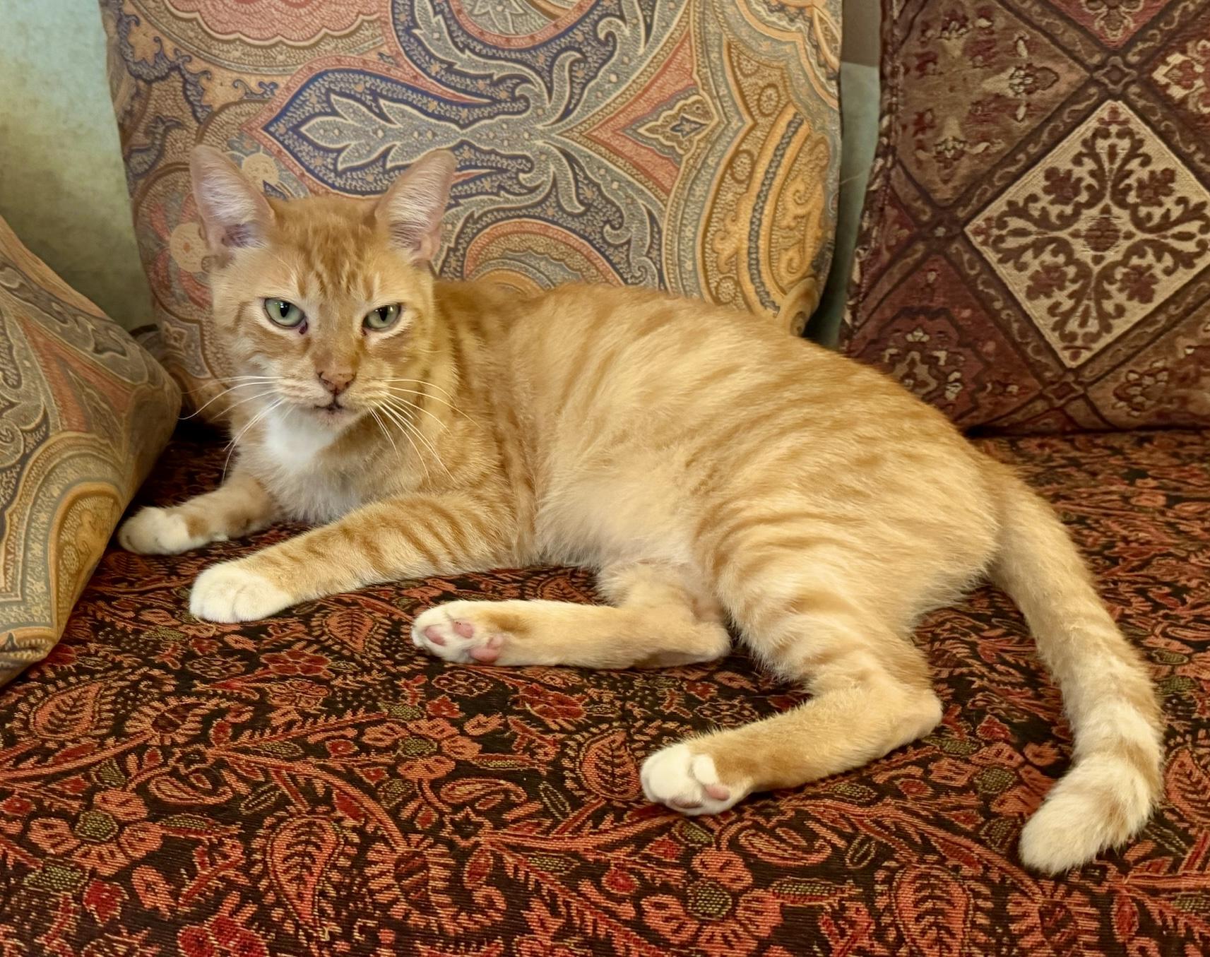 Enlarge Richard Parker (M), an adoptable American Shorthair in Los Angeles, CA image 6/6