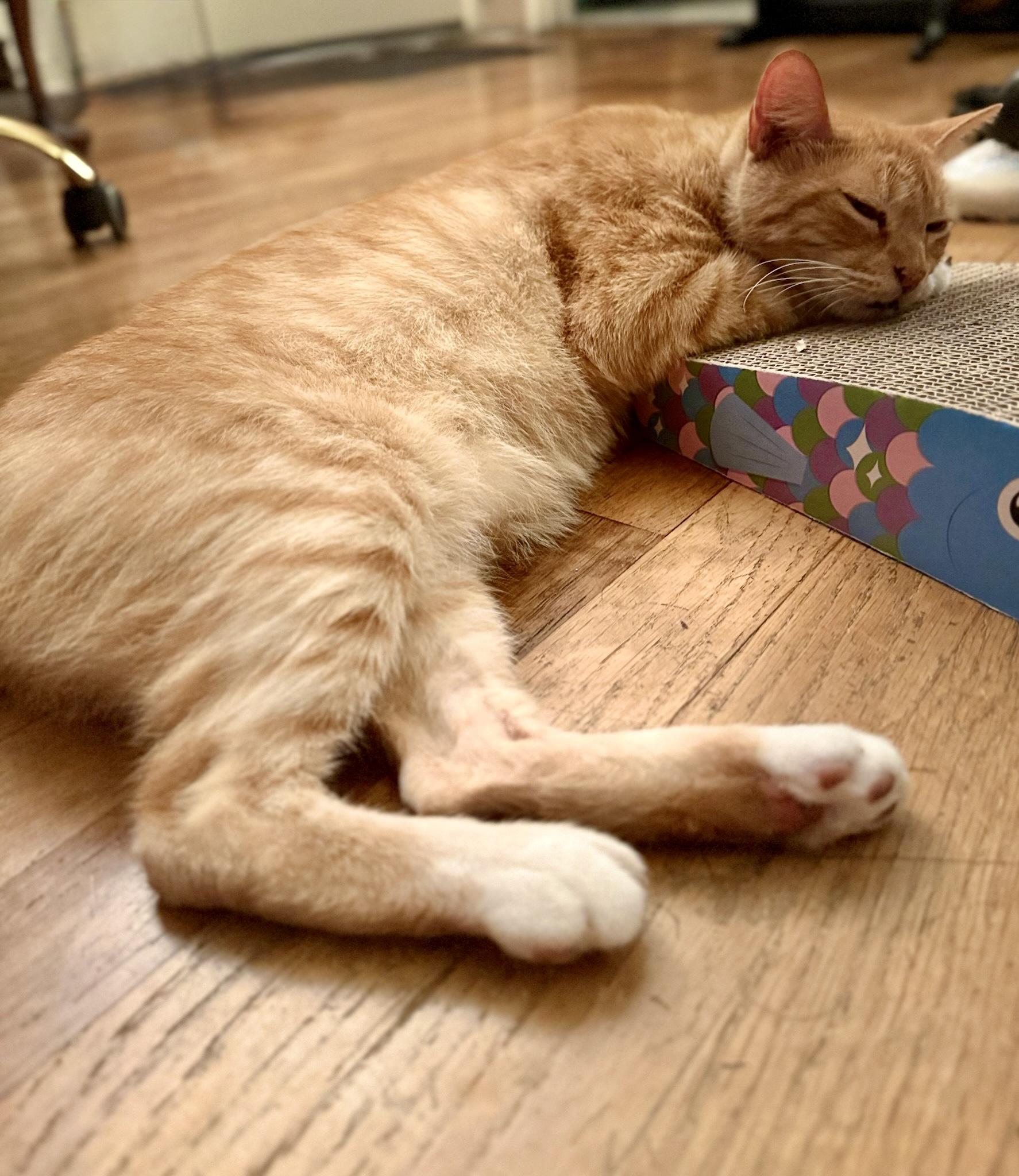 Enlarge Richard Parker (M), an adoptable American Shorthair in Los Angeles, CA image 4/6