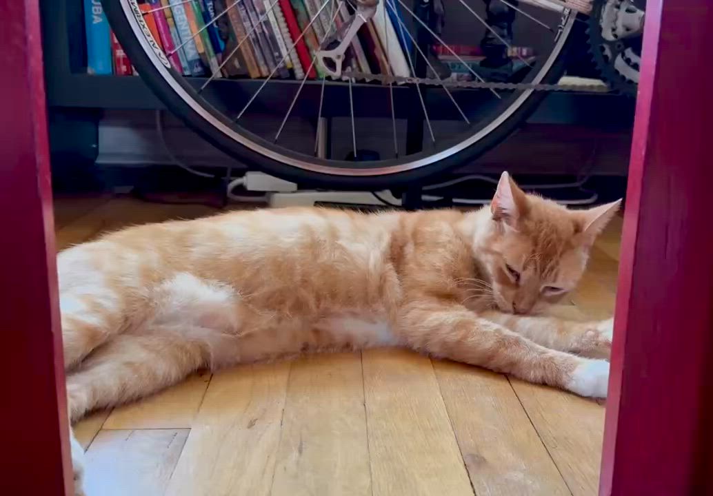 Enlarge Richard Parker (M), an adoptable American Shorthair in Los Angeles, CA video 5/6