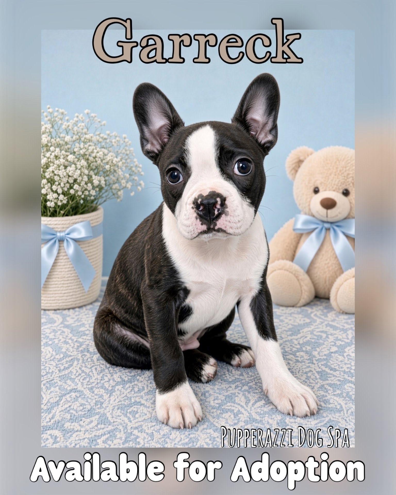 Garreck, Adoptable, Puppy Male French Bulldog & Boston Terrier.