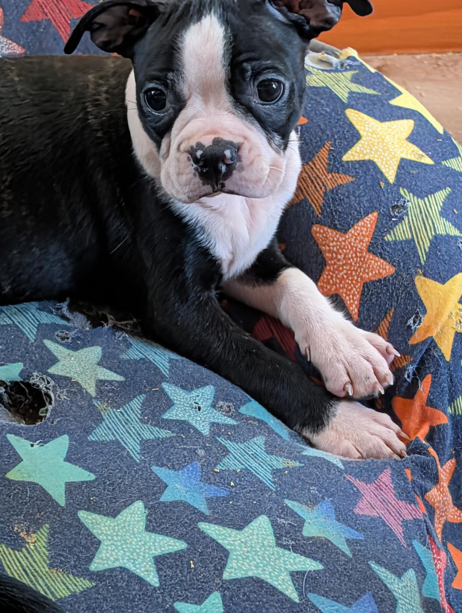 Enlarge Garreck, a Adoptable mixed breed in Overland Park, KS image 2/2