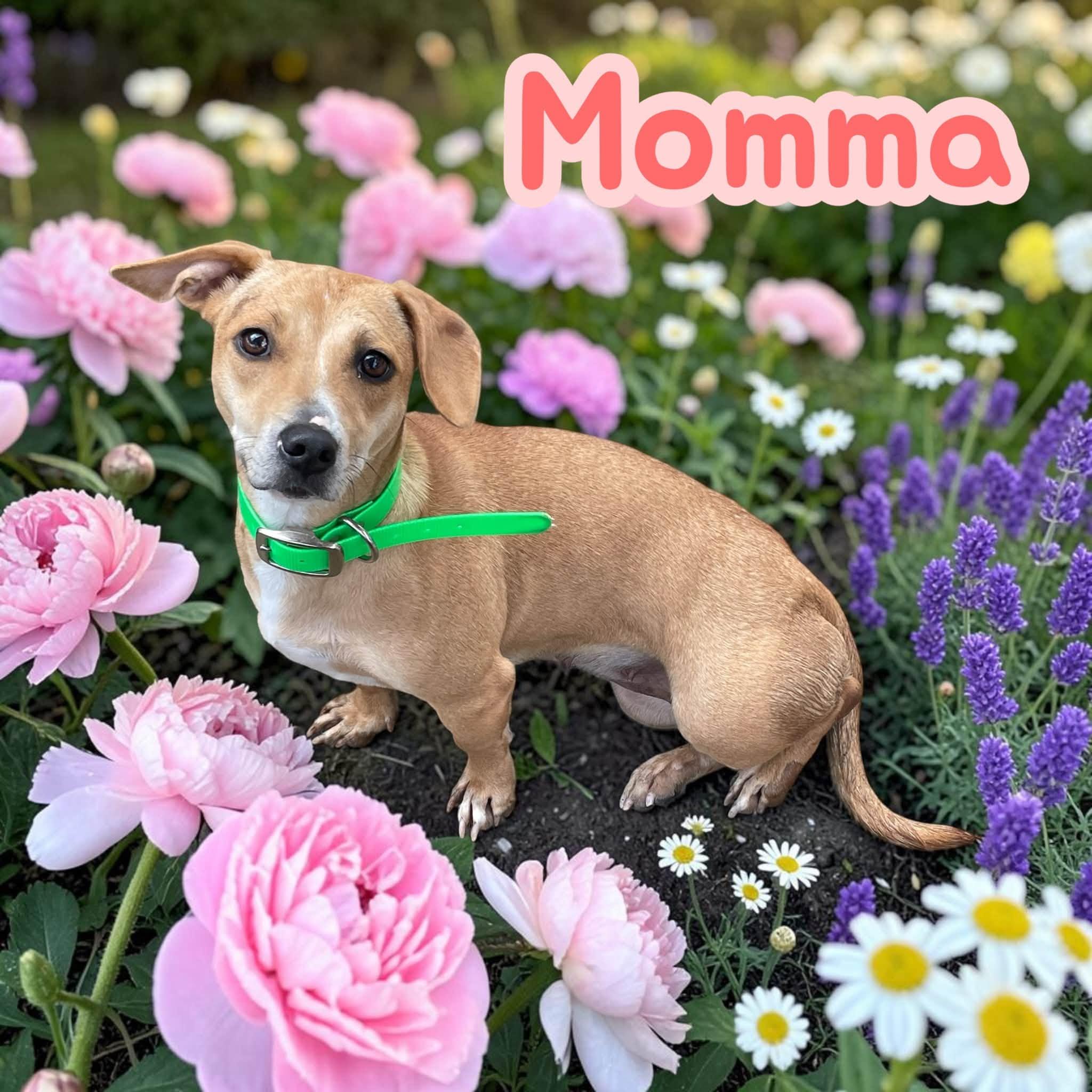 Enlarge Momma - Give me time to trust you and I will reward you with endless snuggles, a Adoptable mixed breed in Lexington, NC image 4/4