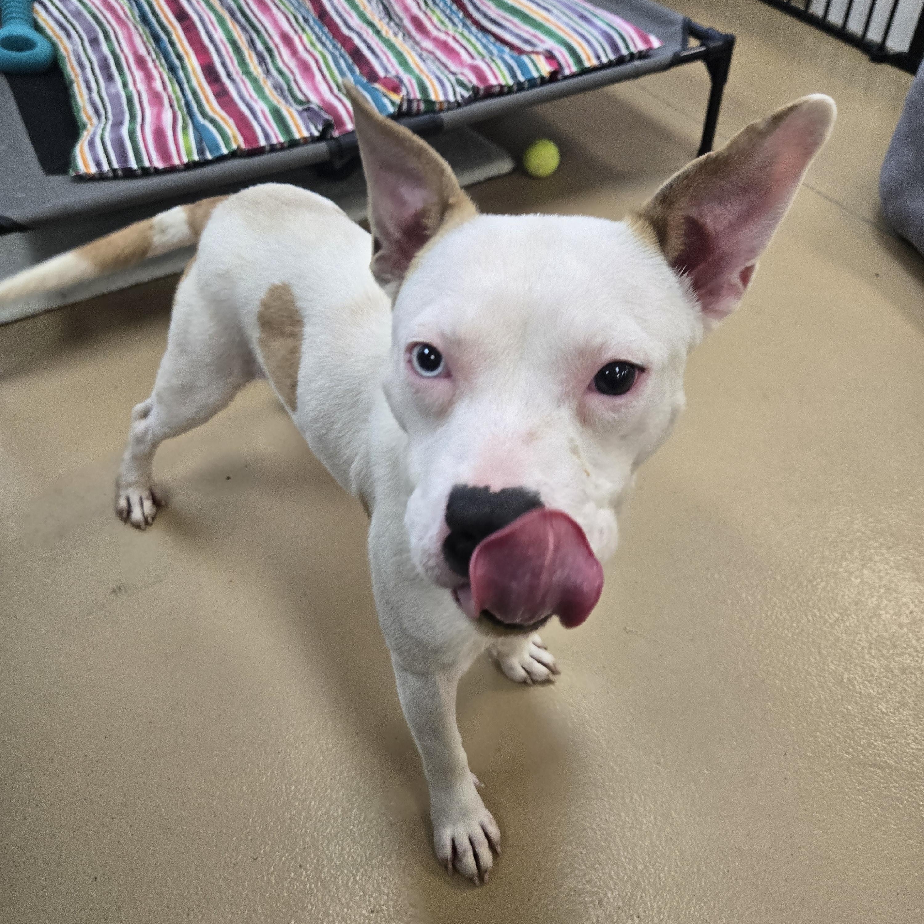 Enlarge Maxine, a Adoptable Terrier in Xenia , OH image 2/5