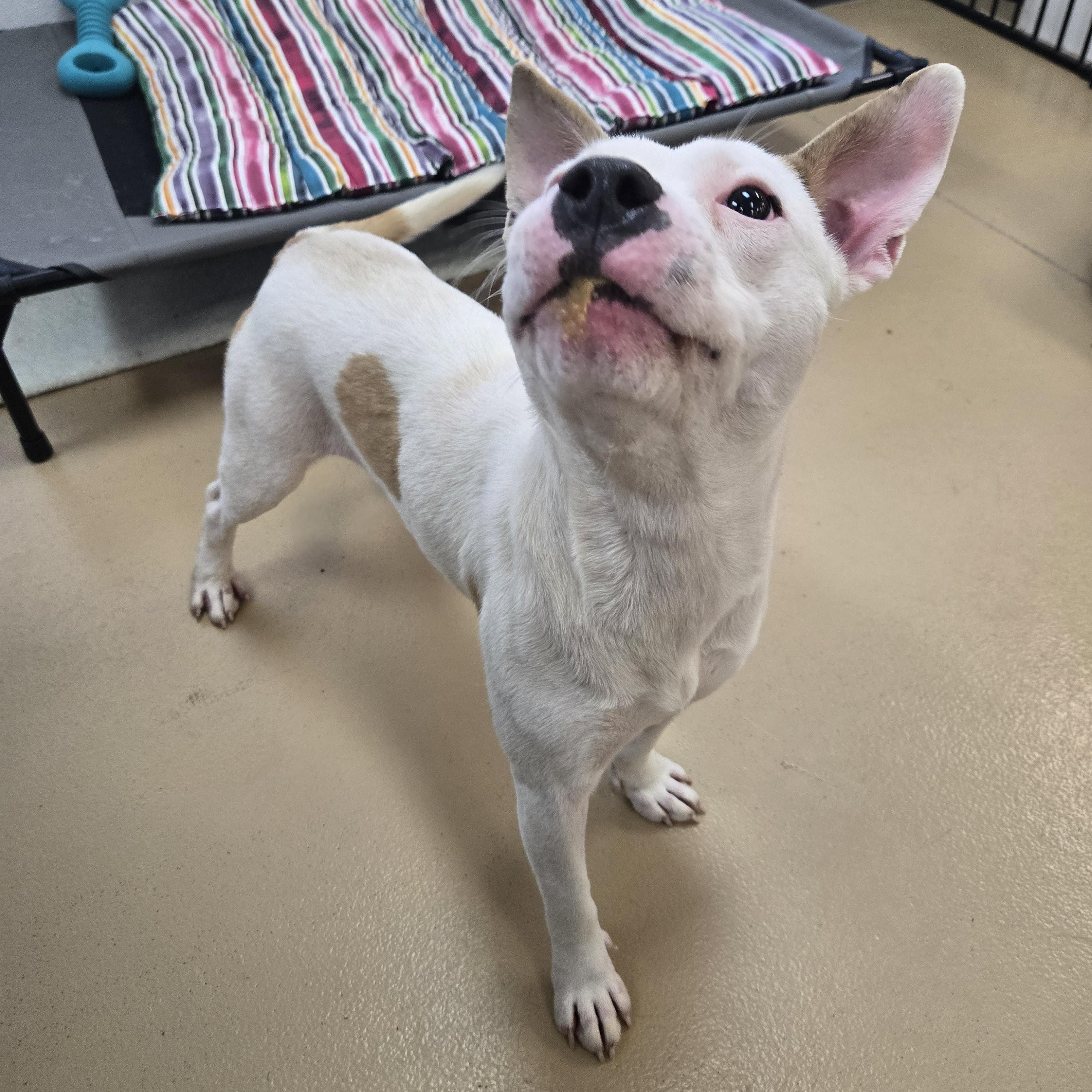 Enlarge Maxine, a Adoptable Terrier in Xenia , OH image 5/5