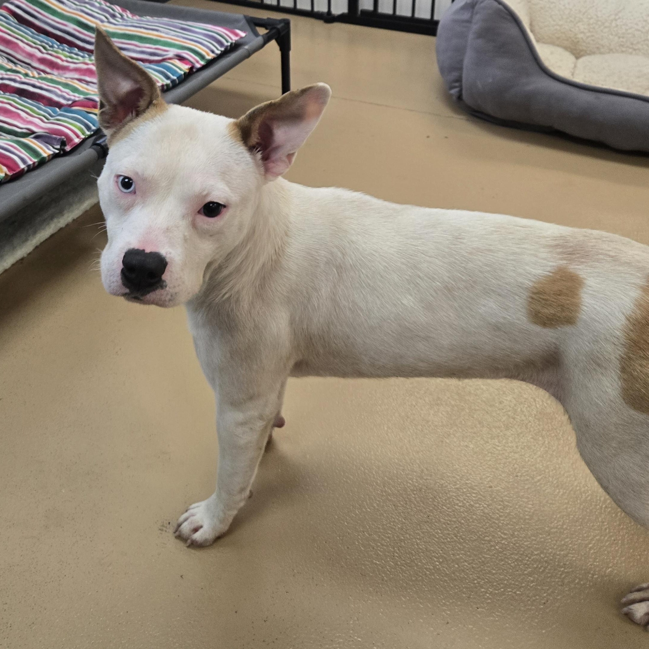 Enlarge Maxine, a Adoptable Terrier in Xenia , OH image 3/5