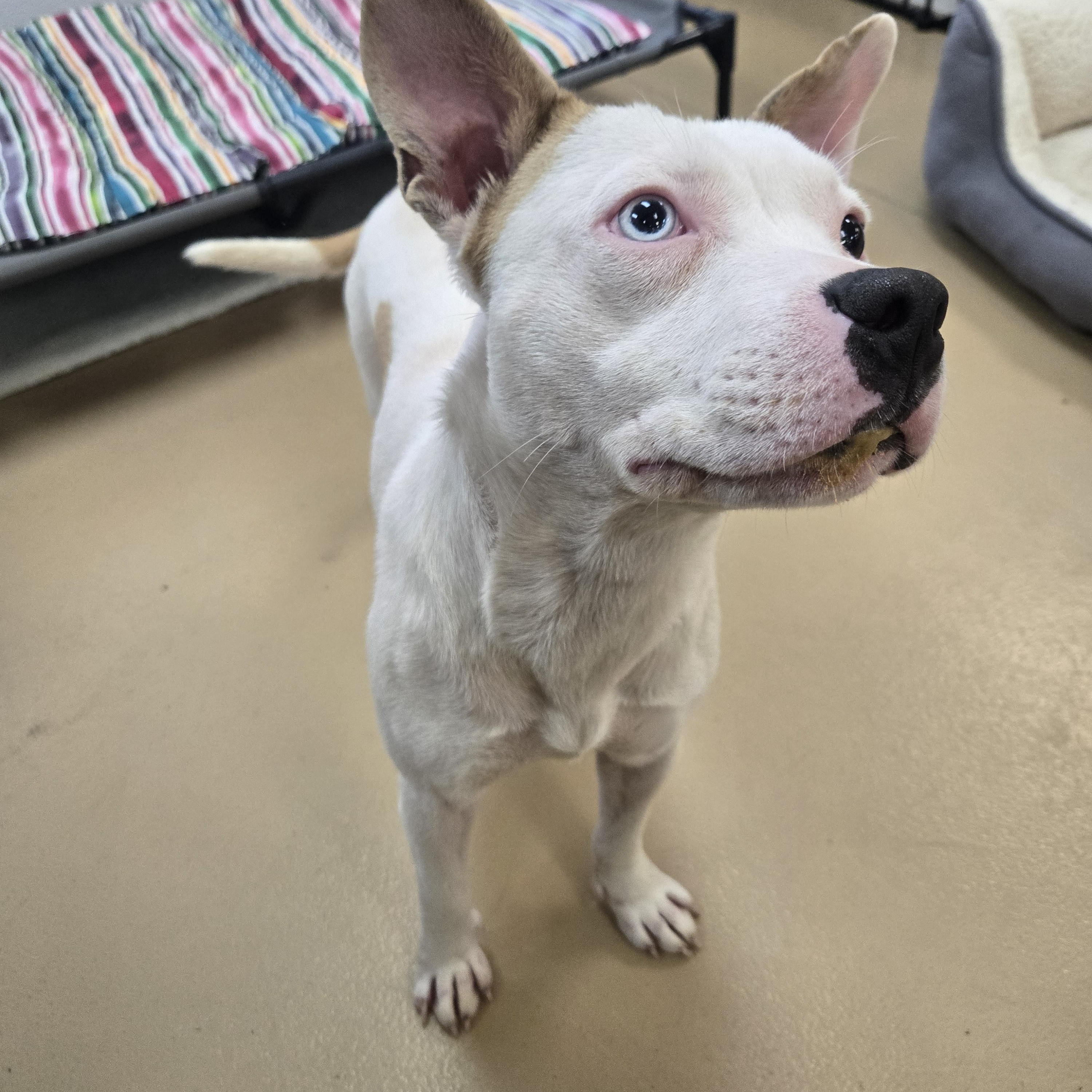 Enlarge Maxine, a Adoptable Terrier in Xenia , OH image 4/5