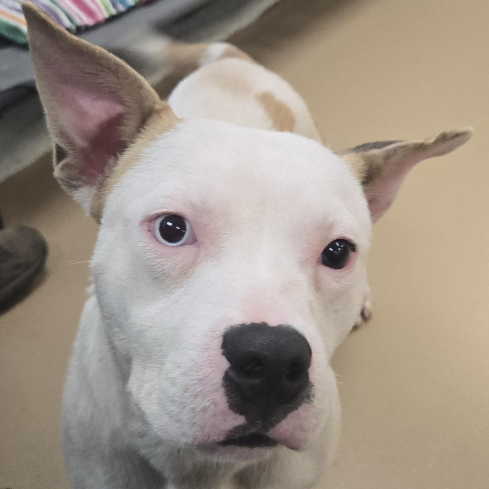 Maxine, Adoptable, Adult Female Terrier.