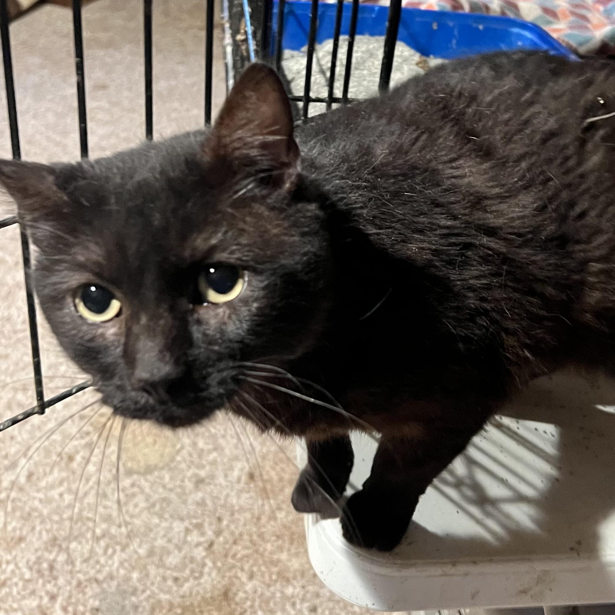 Enlarge Seymour, a Adoptable Domestic Short Hair in Cranford, NJ image 2/4