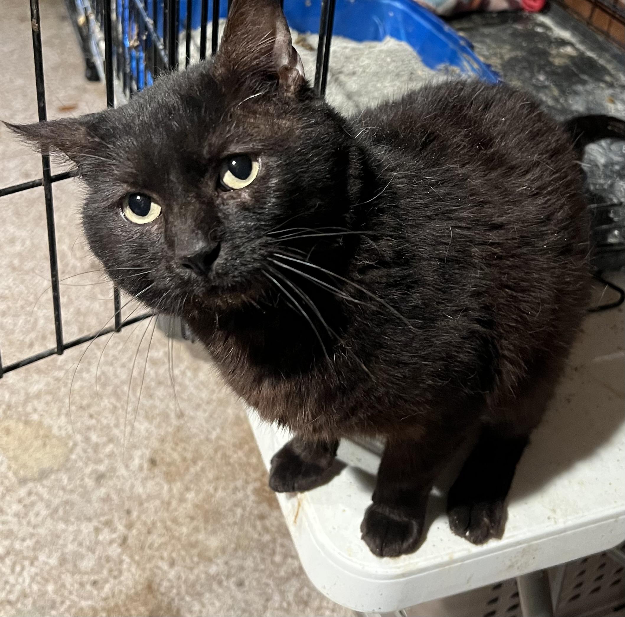 Enlarge Seymour, a Adoptable Domestic Short Hair in Cranford, NJ image 3/4