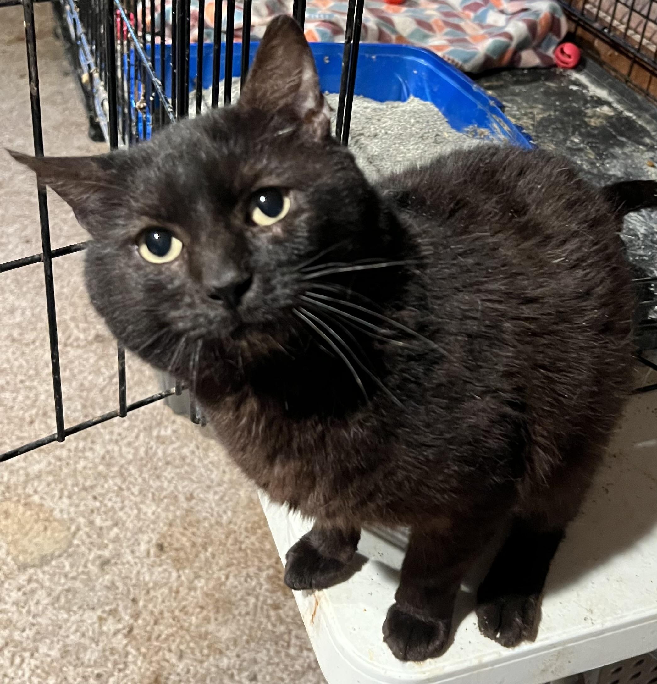 Enlarge Seymour, a Adoptable Domestic Short Hair in Cranford, NJ image 1/4