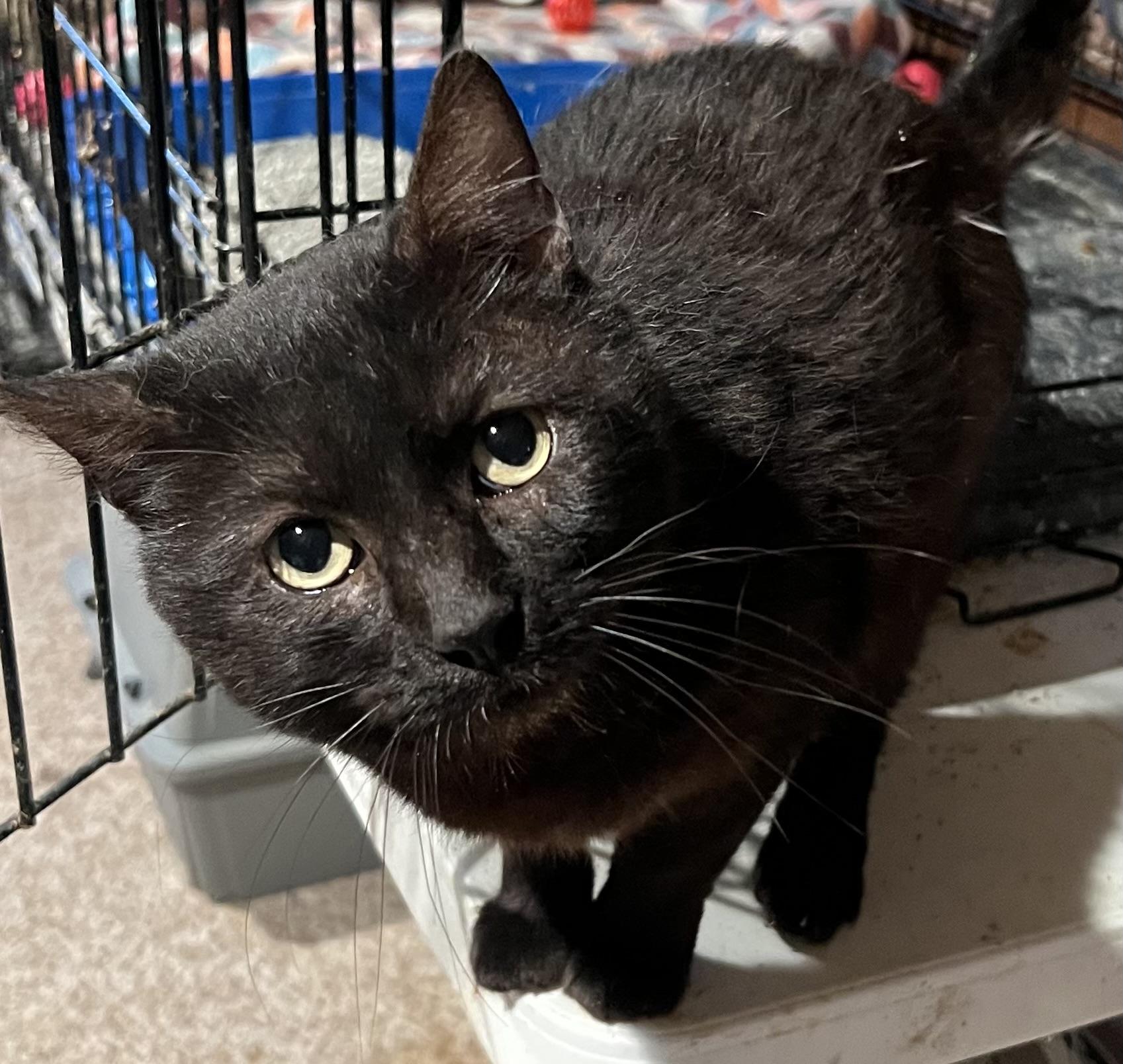 Enlarge Seymour, a Adoptable Domestic Short Hair in Cranford, NJ image 4/4