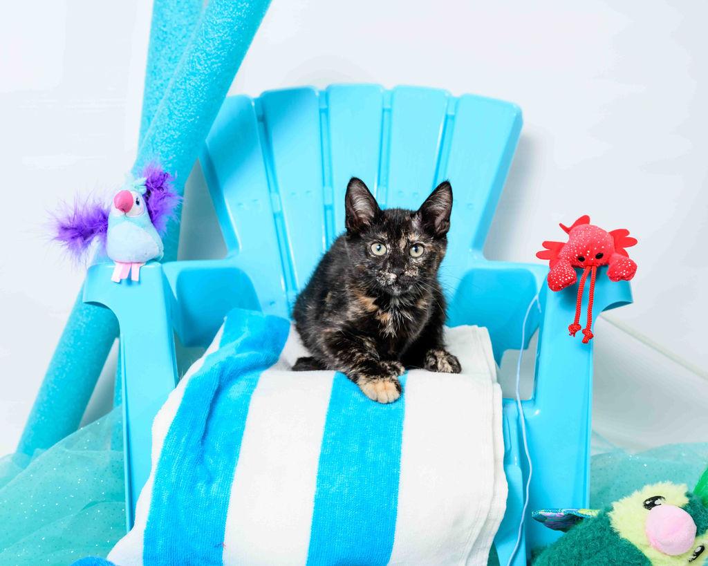 Anna, a Adoptable Tortoiseshell in Jefferson, LA image 4/6