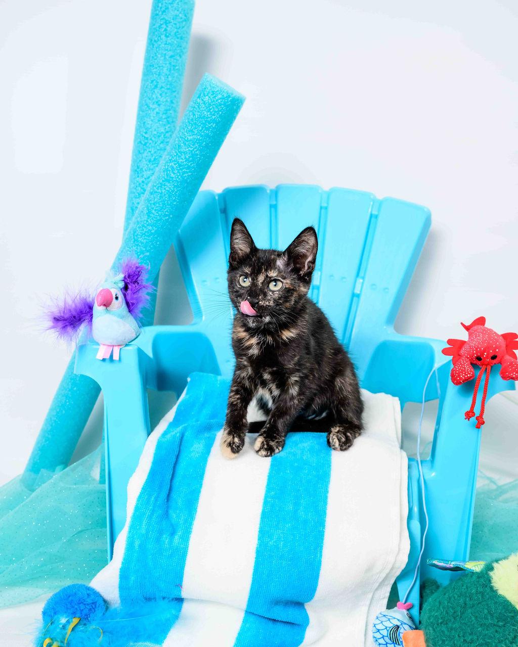 Anna, a Adoptable Tortoiseshell in Jefferson, LA image 5/6