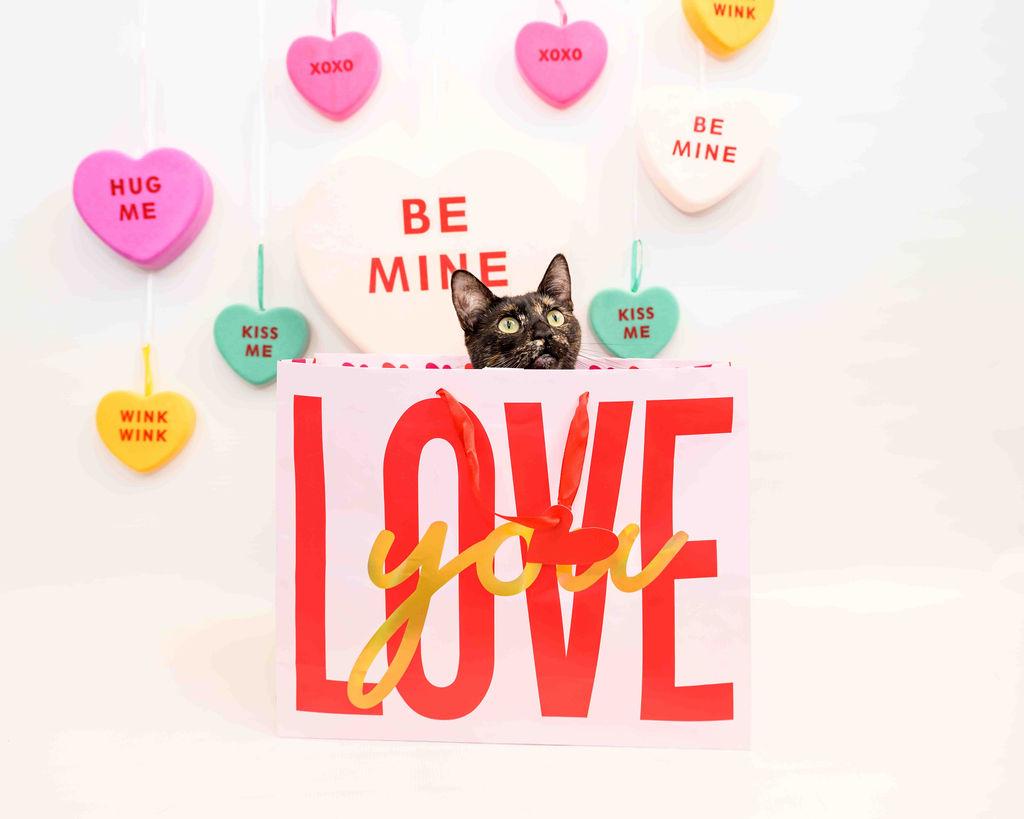 Enlarge Anna, a Adoptable Tortoiseshell in Jefferson, LA image 1/6