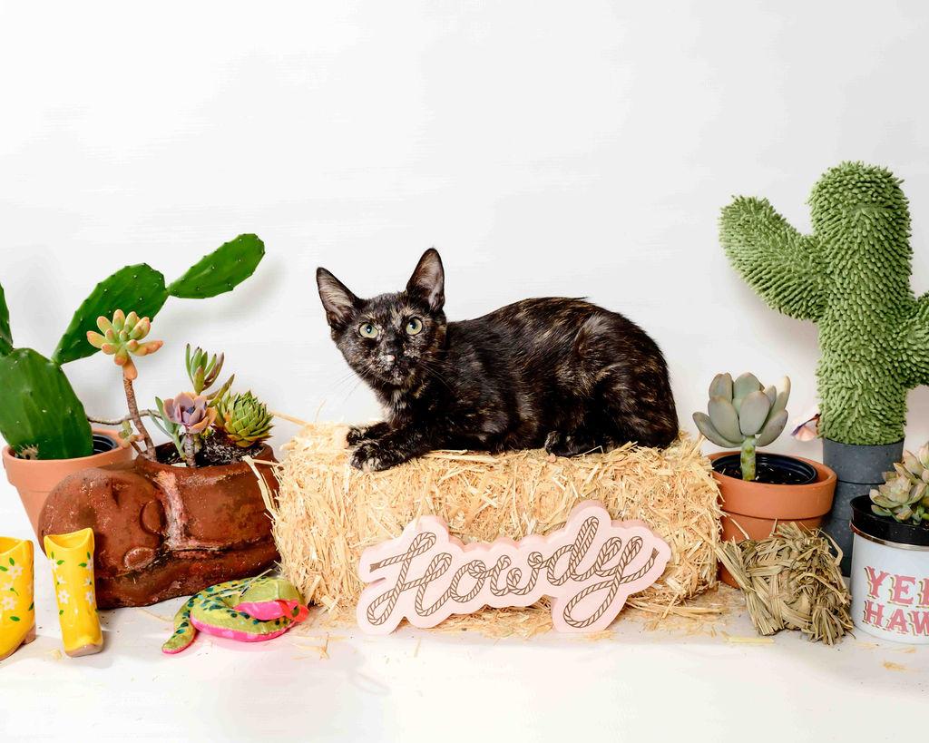 Anna, a Adoptable Tortoiseshell in Jefferson, LA image 3/6