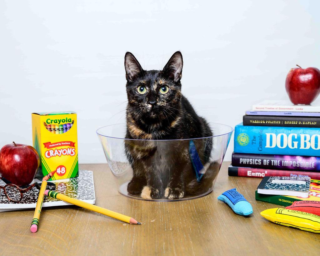 Anna, a Adoptable Tortoiseshell in Jefferson, LA image 1/6