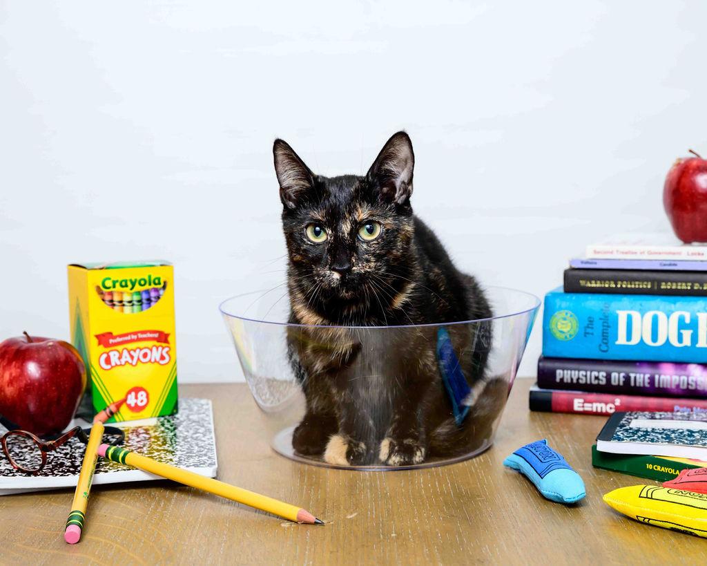 Anna, a Adoptable Tortoiseshell in Jefferson, LA image 2/6