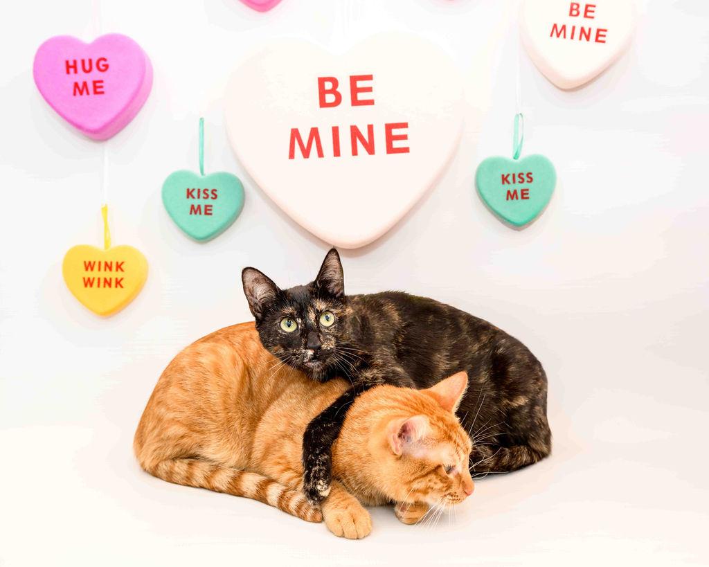 Enlarge Anna, a Adoptable Tortoiseshell in Jefferson, LA image 2/6