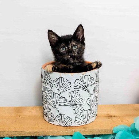 Anna, a Adoptable Tortoiseshell in Jefferson, LA image 6/6