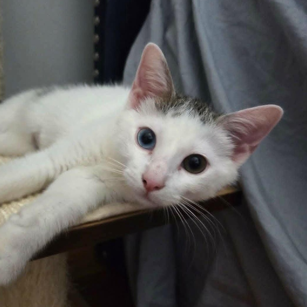 Bowie, a ADOPTABLE Domestic Short Hair in Brooklyn, NY image 4/4