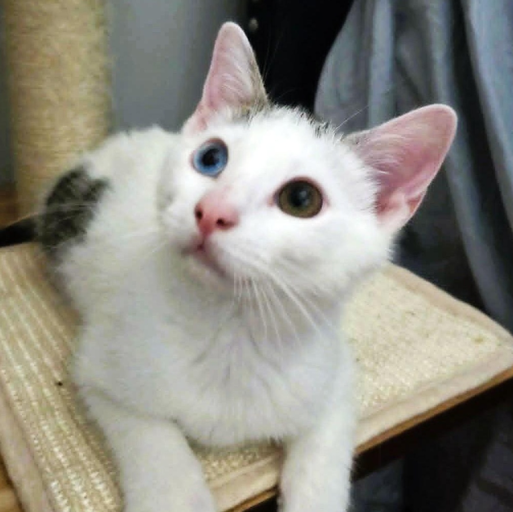Bowie, ADOPTABLE, Kitten Male Domestic Short Hair.