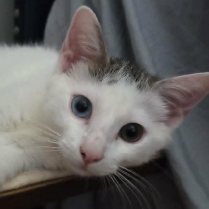 Bowie, a ADOPTABLE Domestic Short Hair in Brooklyn, NY image 3/4