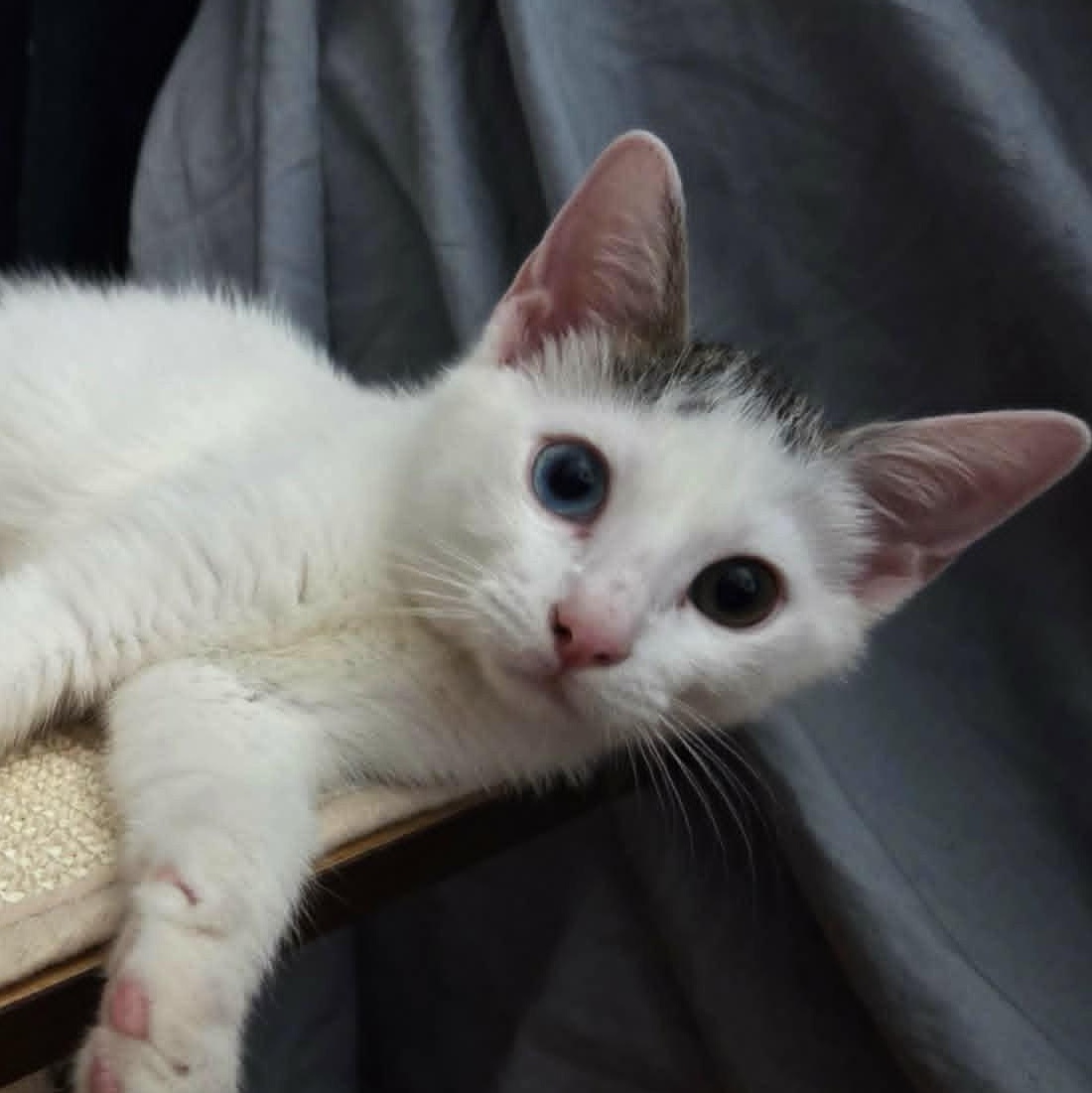 Bowie, a ADOPTABLE Domestic Short Hair in Brooklyn, NY image 2/4
