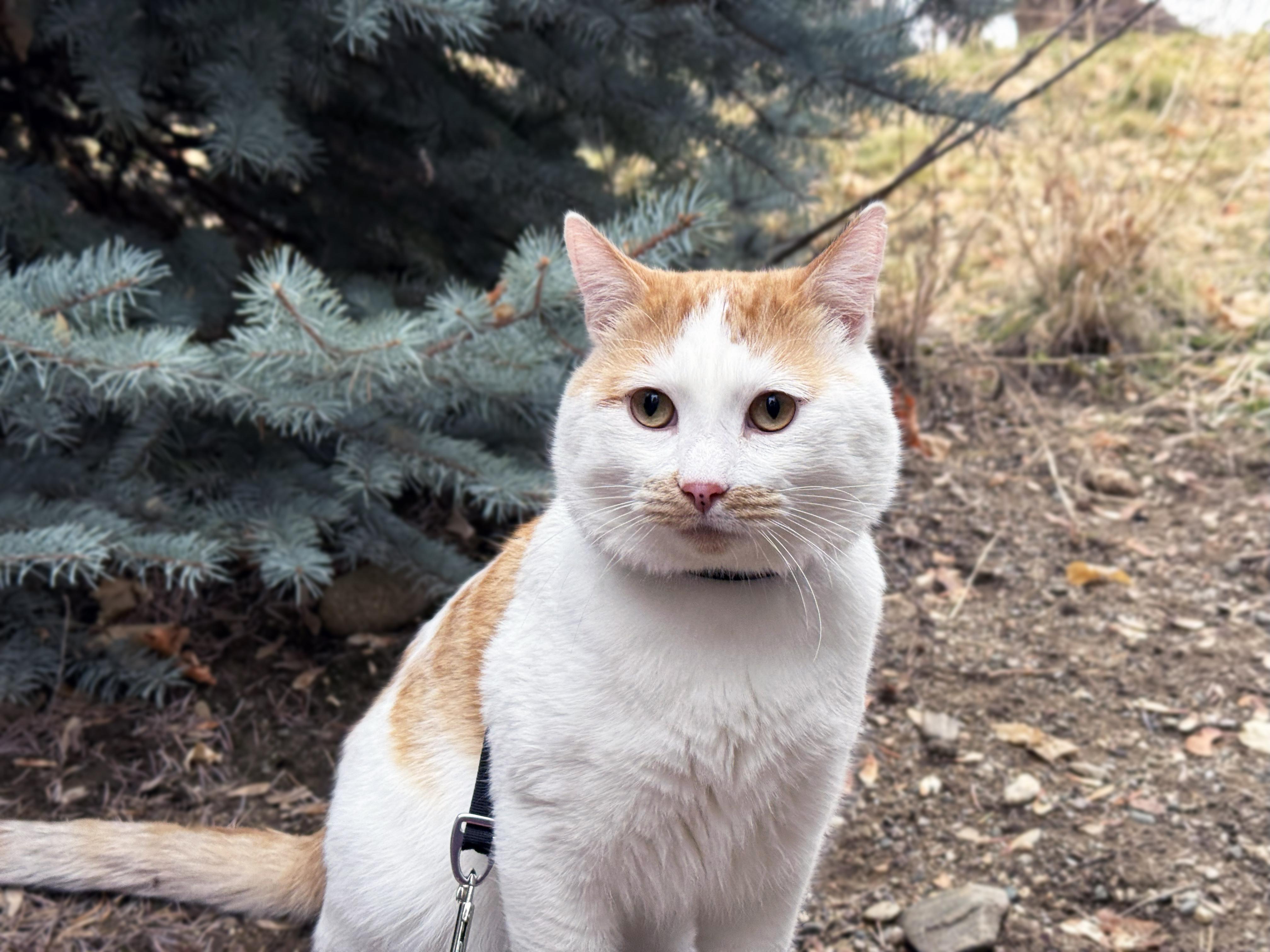 Enlarge Charlie, a ADOPTABLE Domestic Short Hair in Centerville, UT image 3/6