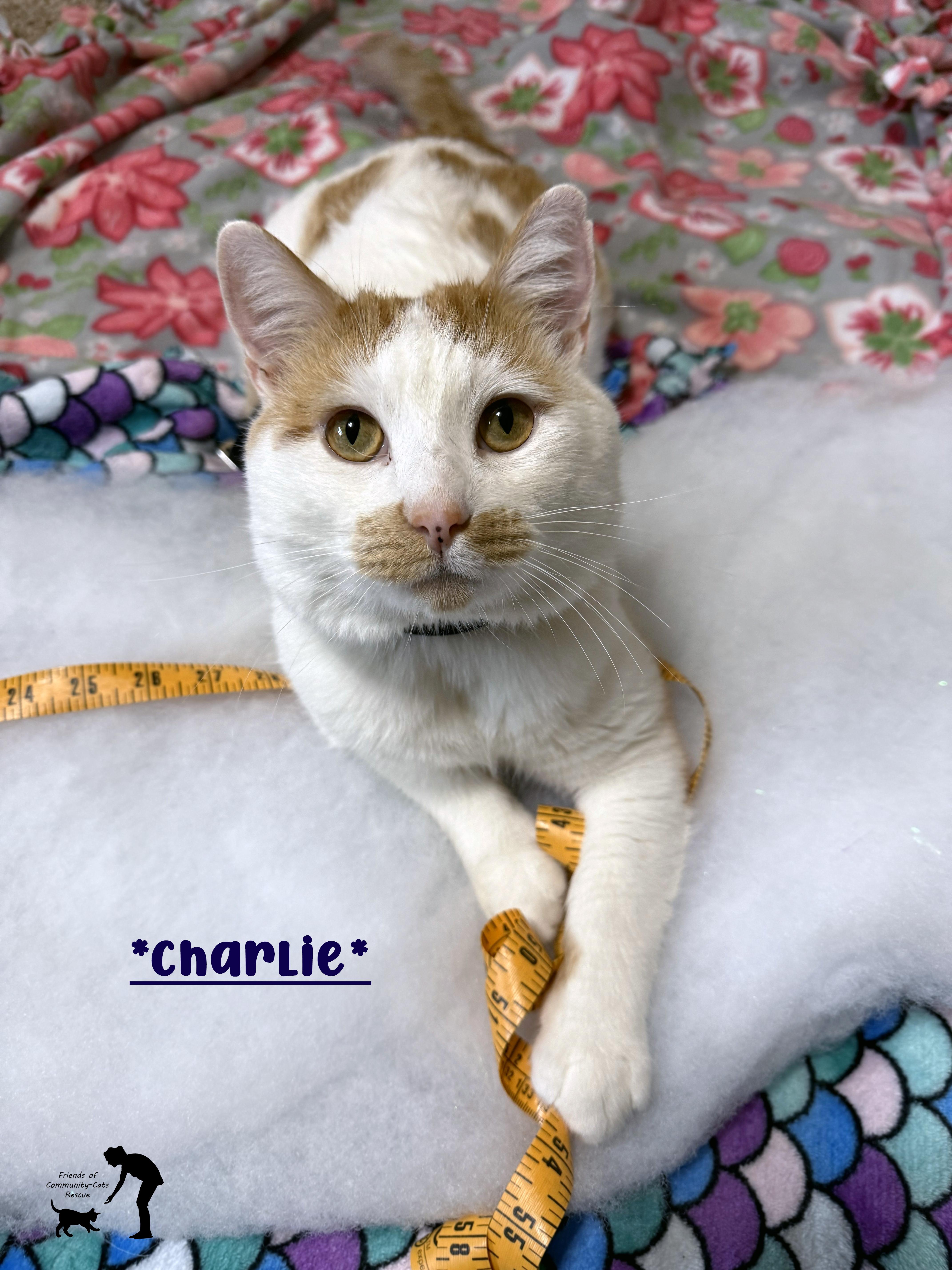 Charlie, ADOPTABLE, Adult Male Domestic Short Hair.