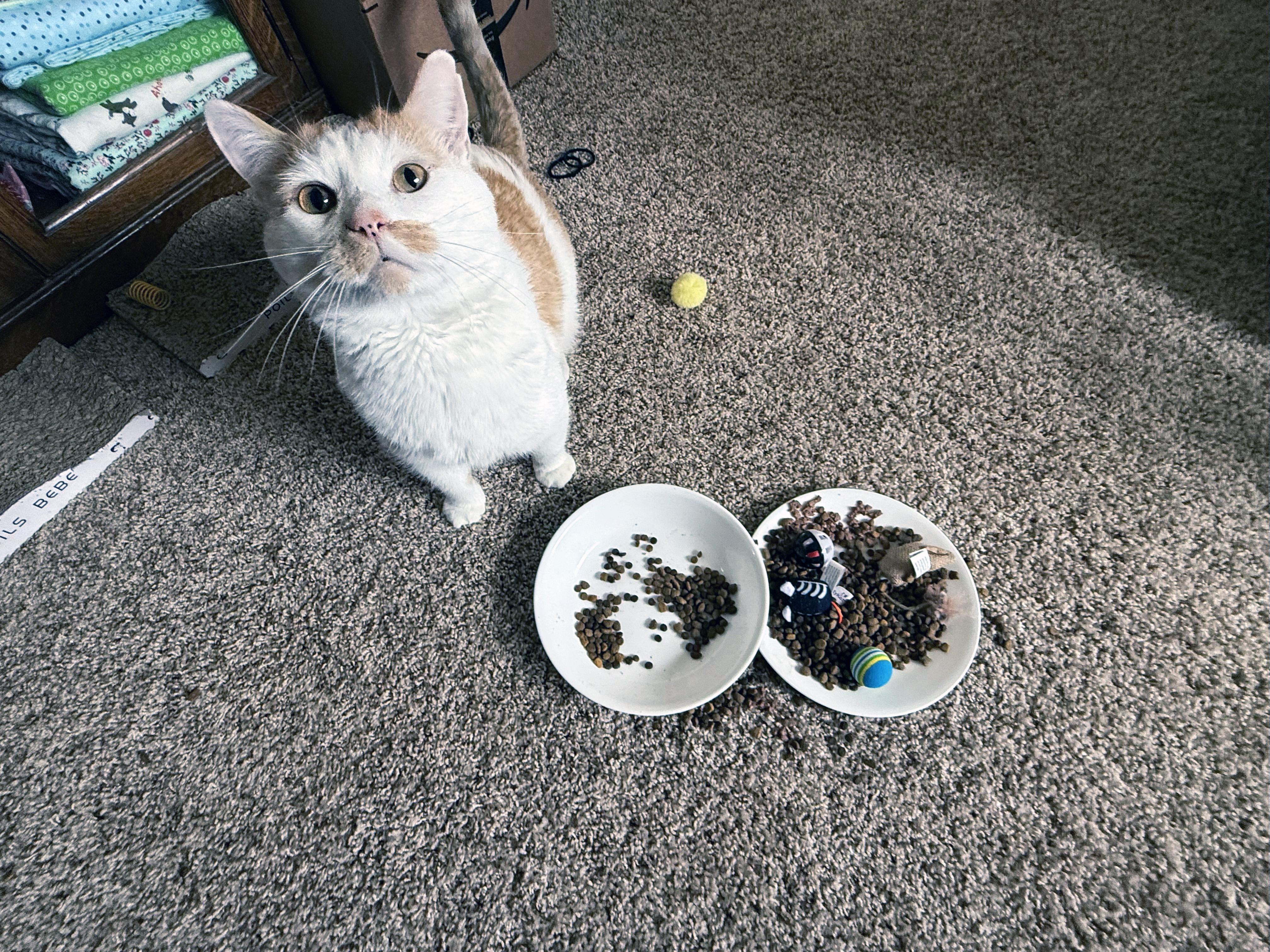 Enlarge Charlie, a ADOPTABLE Domestic Short Hair in Centerville, UT image 6/6