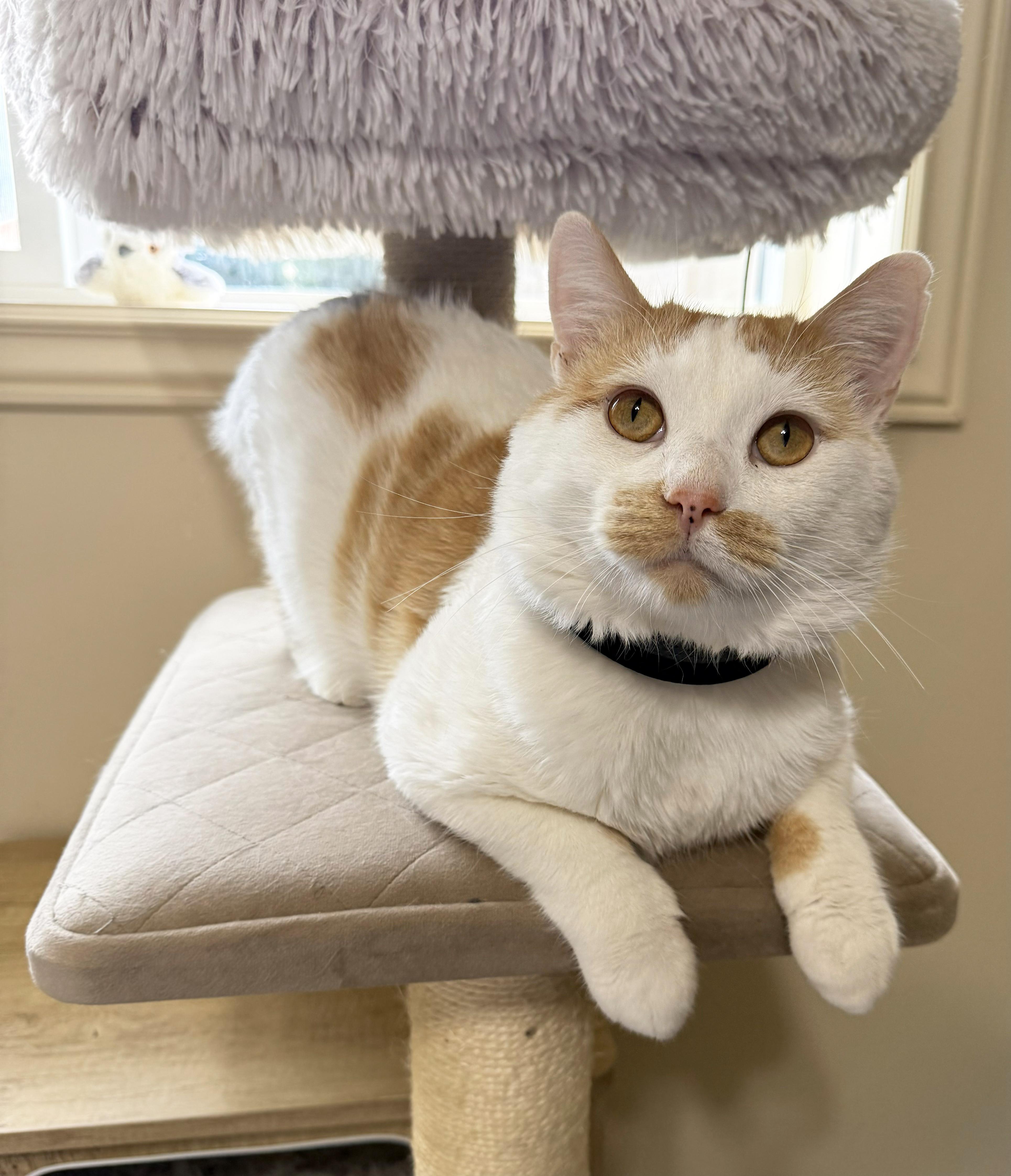Enlarge Charlie, a ADOPTABLE Domestic Short Hair in Centerville, UT image 2/6