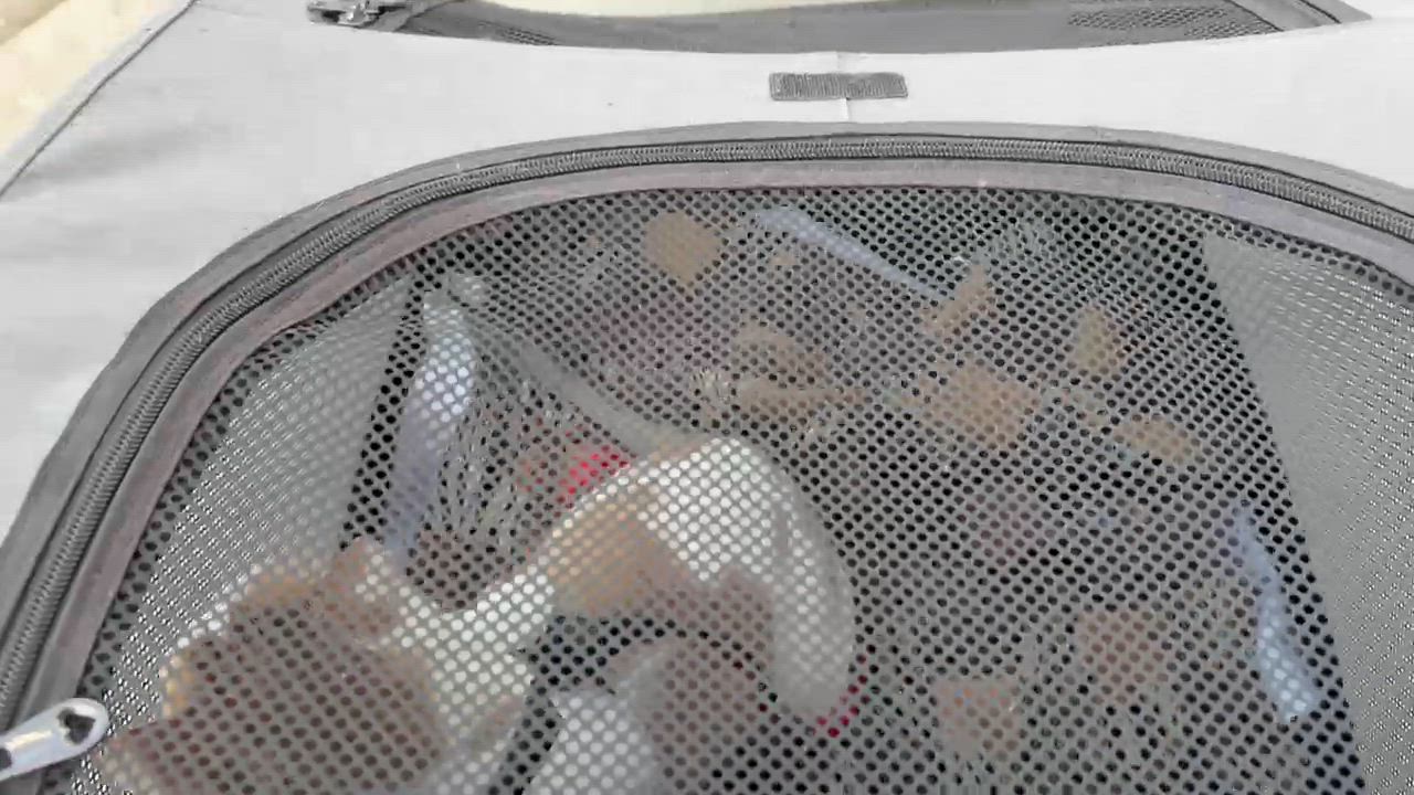 Enlarge Charlie, a ADOPTABLE Domestic Short Hair in Centerville, UT video 5/6