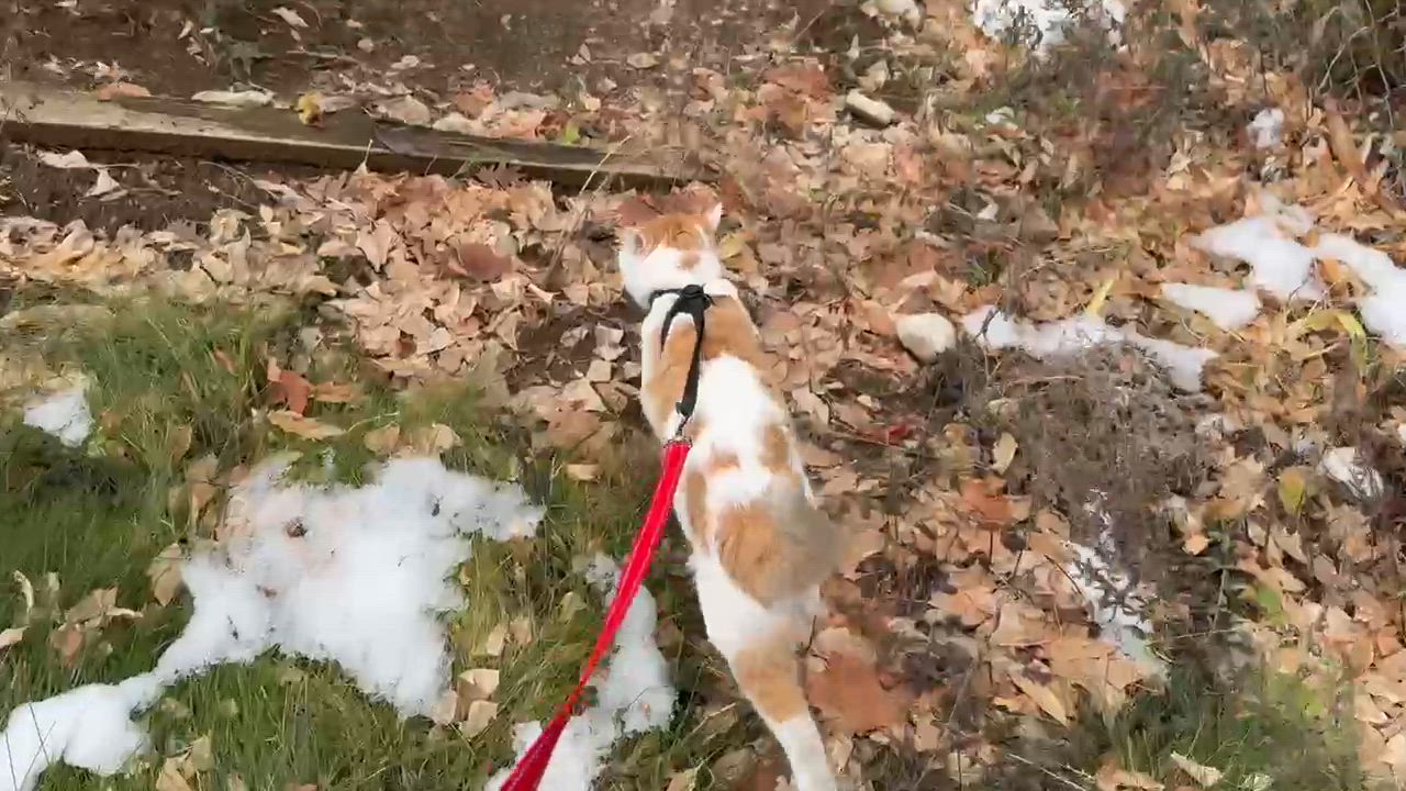 Enlarge Charlie, a ADOPTABLE Domestic Short Hair in Centerville, UT video 4/6