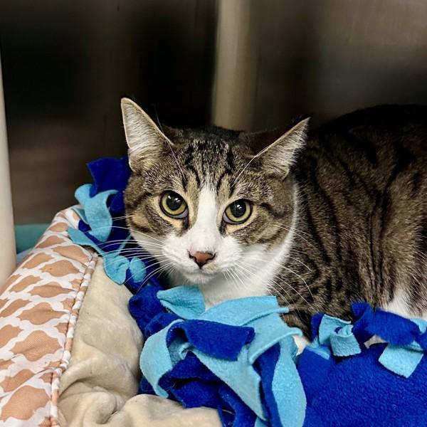 Seven, Adoptable, Young Female Domestic Short Hair.