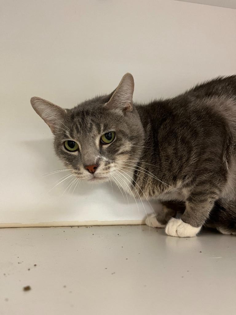 Enlarge Cat Condo #14 Bay-Bay, a Adoptable mixed breed in Greenville, TX image 1/5