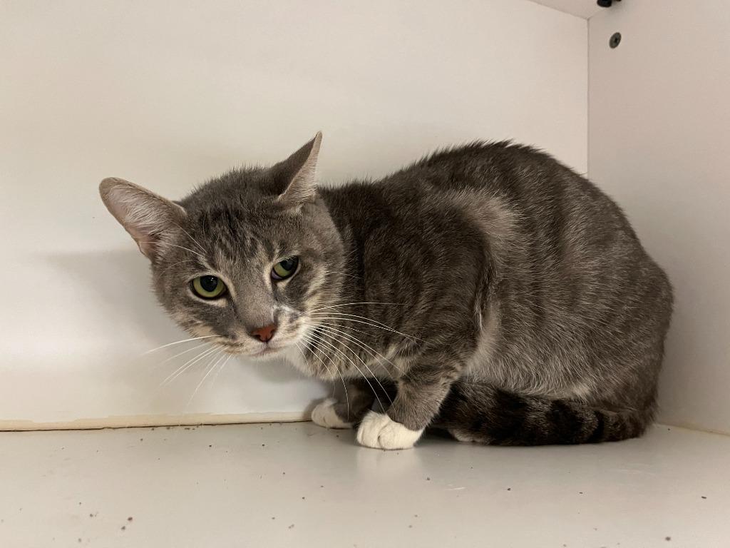 Enlarge Cat Condo #14 Bay-Bay, a Adoptable mixed breed in Greenville, TX image 2/5