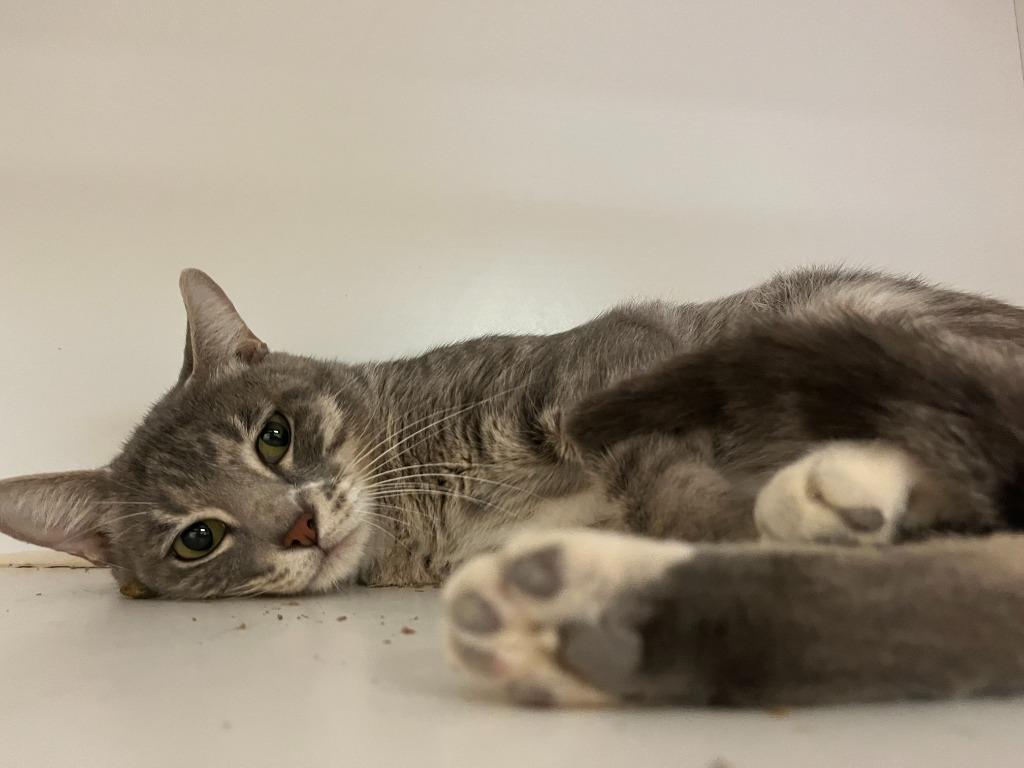 Enlarge Cat Condo #14 Bay-Bay, a Adoptable mixed breed in Greenville, TX image 4/5