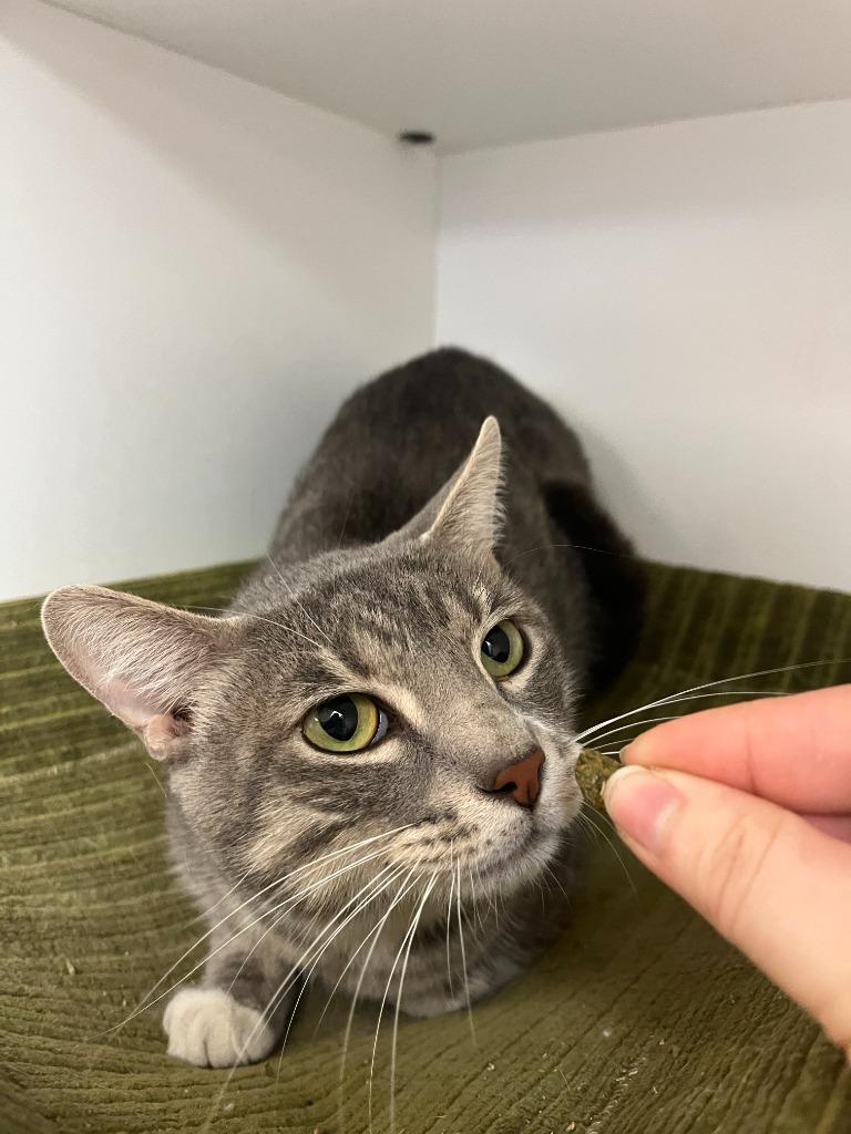 Enlarge Cat Condo #14 Bay-Bay, a Adoptable mixed breed in Greenville, TX image 5/5