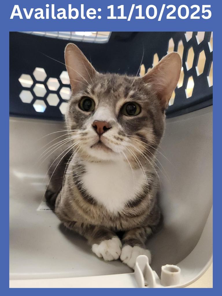 Enlarge Cat Condo #14 Bay-Bay, a Adoptable mixed breed in Greenville, TX image 3/3