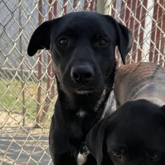26-910 Sheriff, Adoptable, Young Male Labrador Retriever & Mixed Breed.