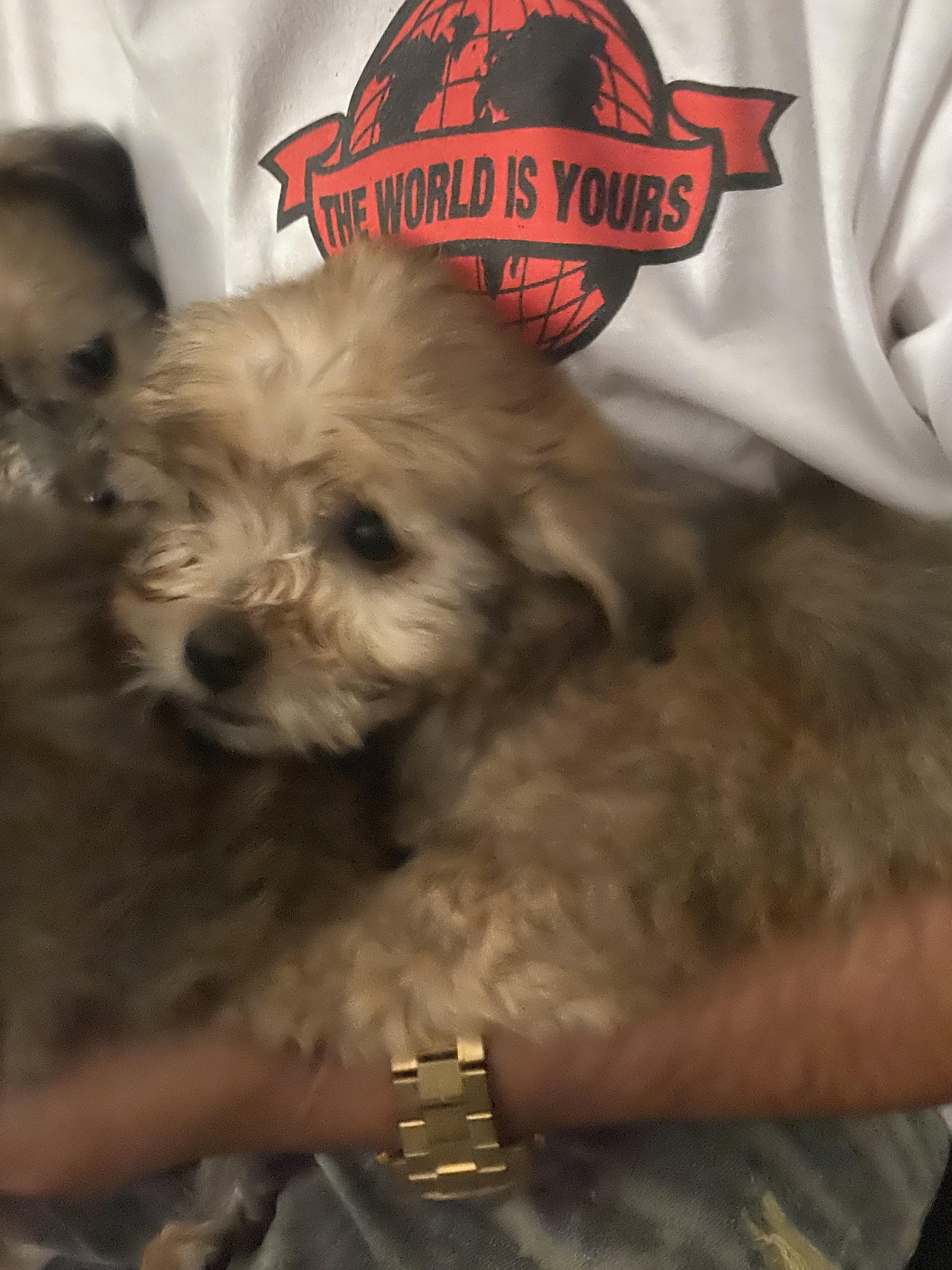 Enlarge Morkie pup 1, a ADOPTABLE mixed breed in Moreno Valley, CA image 1/1