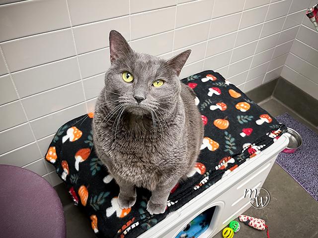 Enlarge TRIXIE, a Adoptable mixed breed in Omaha, NE image 1/2