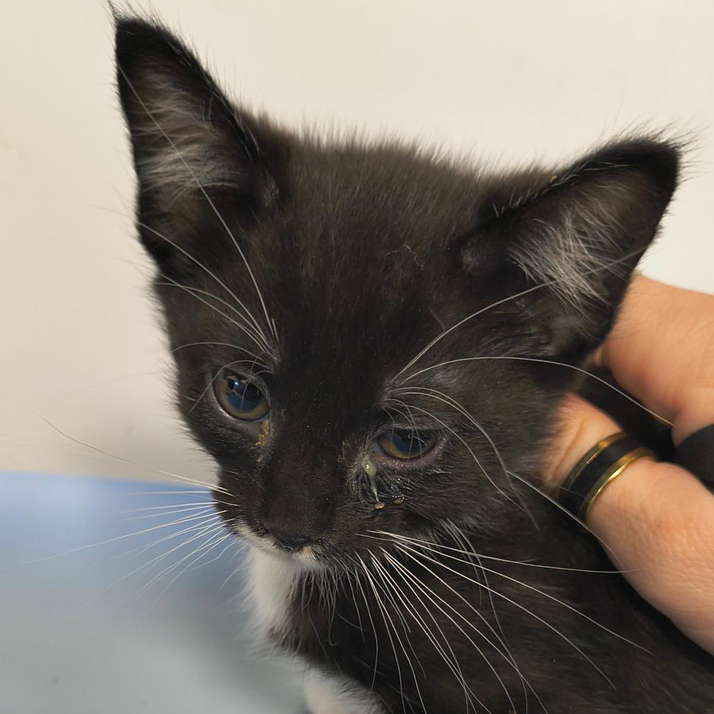 Sylvester, Adoptable, Kitten Male Domestic Short Hair & Domestic Short Hair.