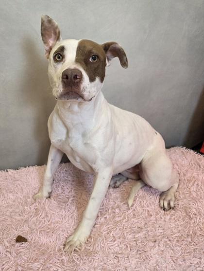 Enlarge Shona, a Adoptable mixed breed in Cedar Hill, TX image 1/3