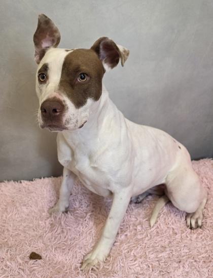 Enlarge Shona, a Adoptable mixed breed in Cedar Hill, TX image 2/3