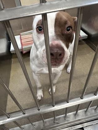 Enlarge Shona, a Adoptable mixed breed in Cedar Hill, TX image 3/3