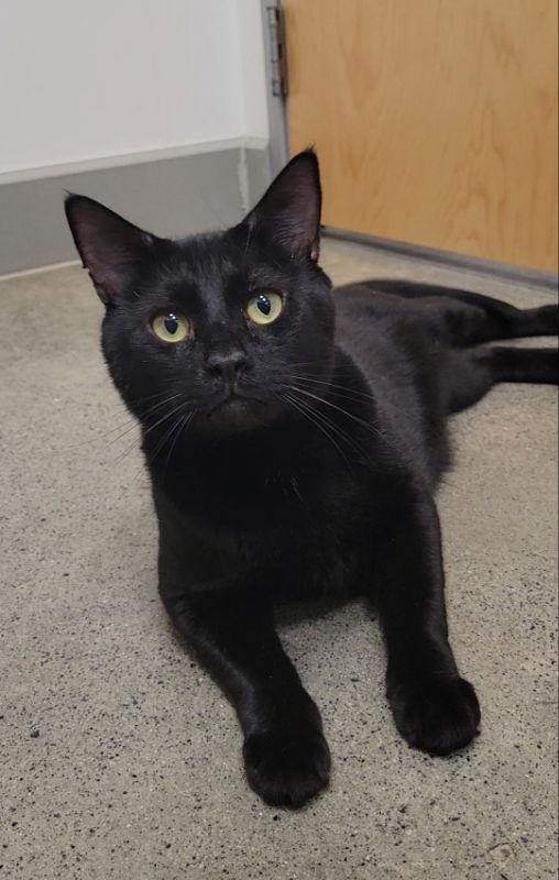 Lucius, Adopted, Adult Male Domestic Short Hair.